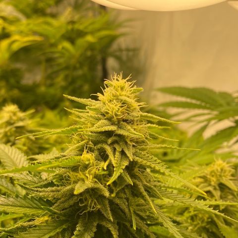 White Gorilla growlog timeline photo