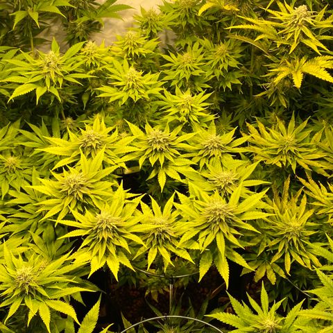 White Gorilla growlog timeline photo