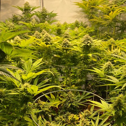 White Gorilla growlog timeline photo