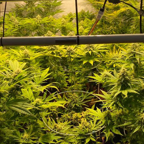 White Gorilla growlog timeline photo