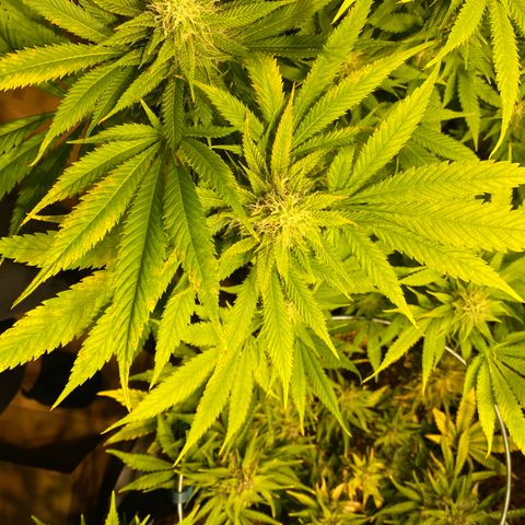 White Gorilla growlog photo: Rost 😕