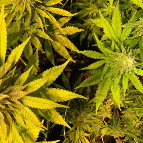White Gorilla growlog photo: Rost 😕