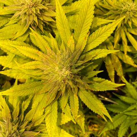 White Gorilla growlog photo: Rost 😕