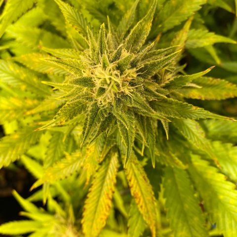 White Gorilla growlog photo: Rost 😕