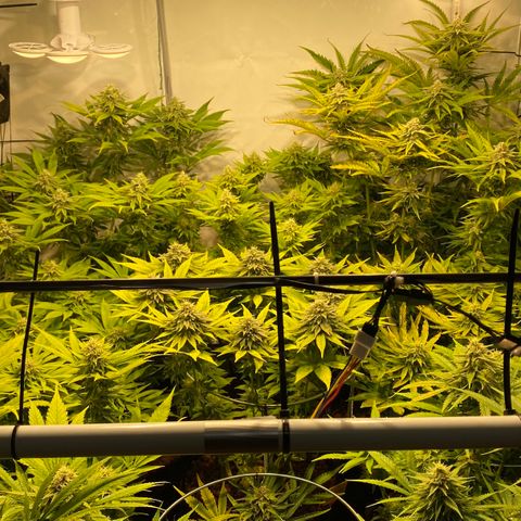 White Gorilla growlog timeline photo