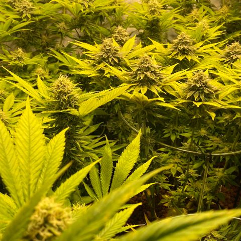 White Gorilla growlog timeline photo