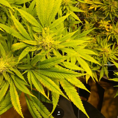 White Gorilla growlog photo: Rost 😕