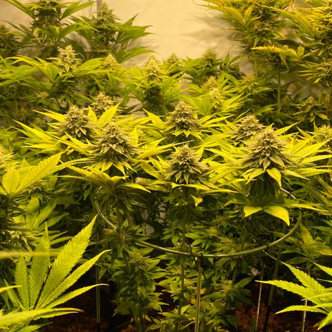White Gorilla growlog timeline photo