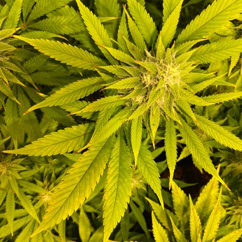 White Gorilla growlog photo: Rost 😕