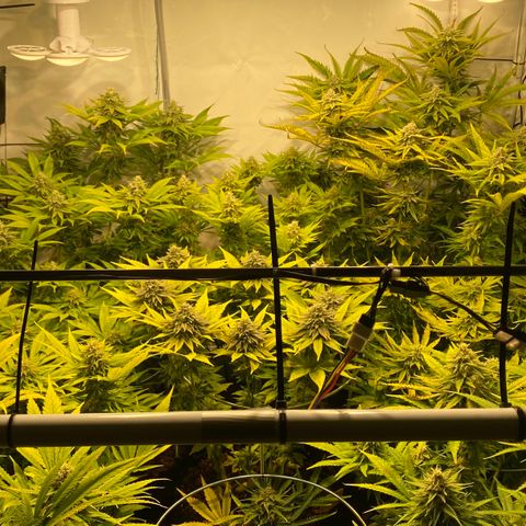 White Gorilla growlog timeline photo