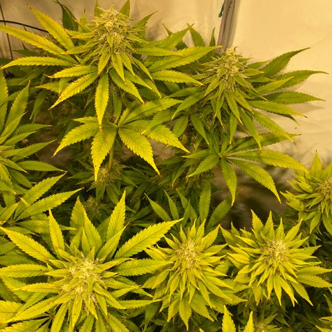 White Gorilla growlog timeline photo
