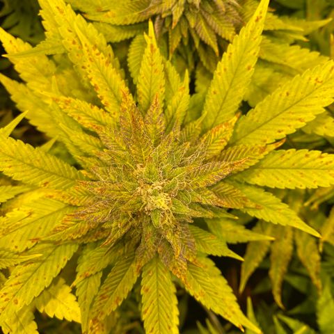 White Gorilla growlog timeline photo