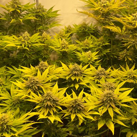 White Gorilla growlog timeline photo