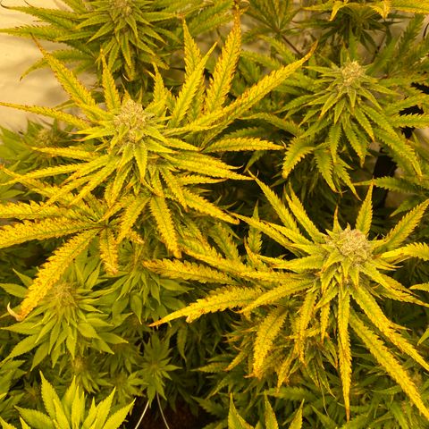 White Gorilla growlog timeline photo