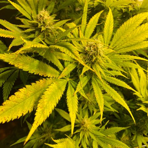 White Gorilla growlog timeline photo