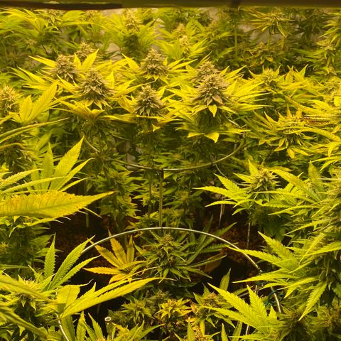 White Gorilla growlog timeline photo