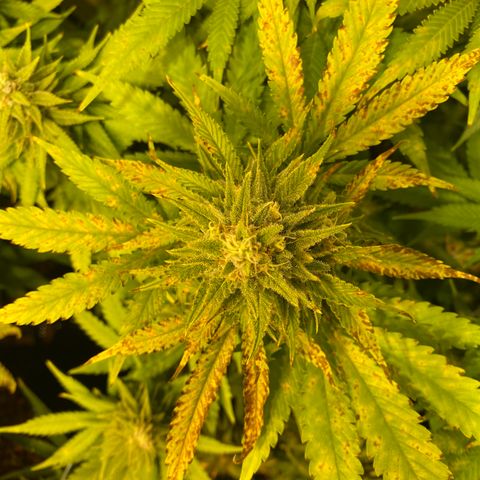 White Gorilla growlog timeline photo