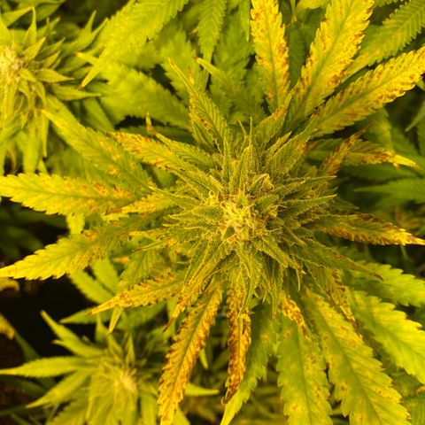 White Gorilla growlog timeline photo