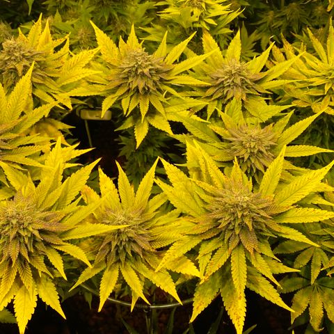 White Gorilla growlog timeline photo