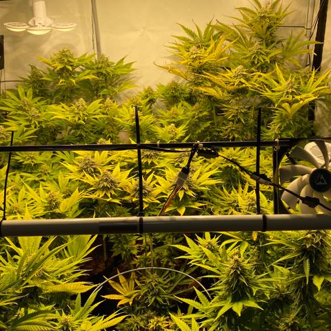 White Gorilla growlog timeline photo