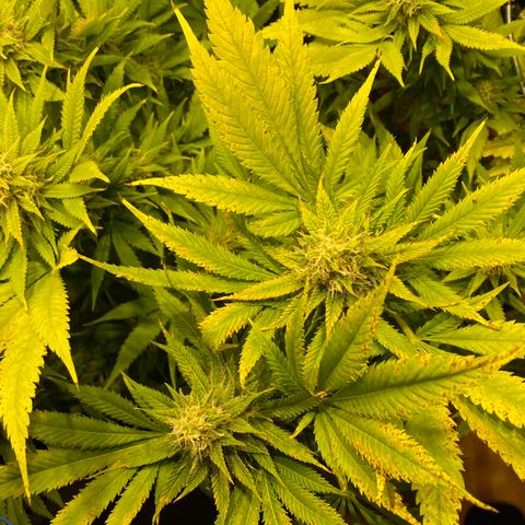 White Gorilla growlog timeline photo