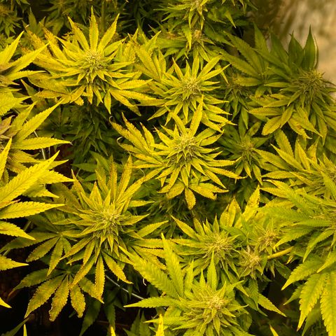 White Gorilla growlog timeline photo