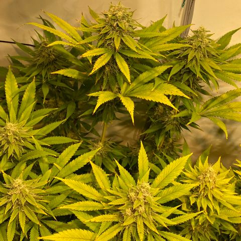 White Gorilla growlog timeline photo