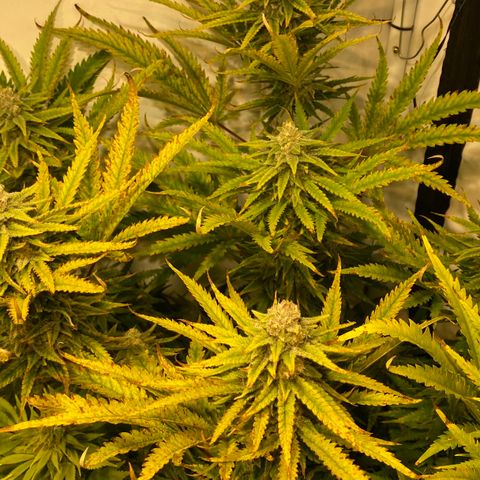 White Gorilla growlog timeline photo