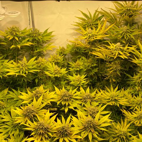White Gorilla growlog timeline photo