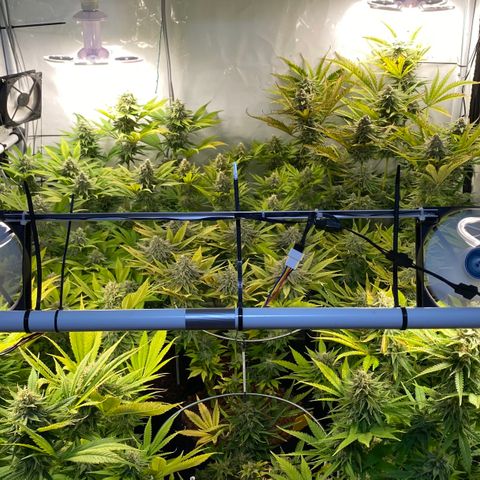 White Gorilla growlog timeline photo