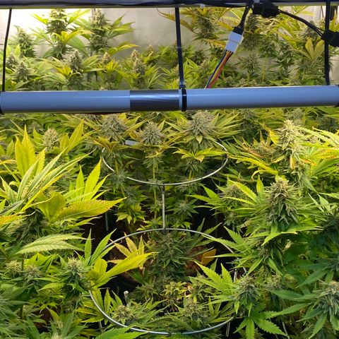 White Gorilla growlog timeline photo
