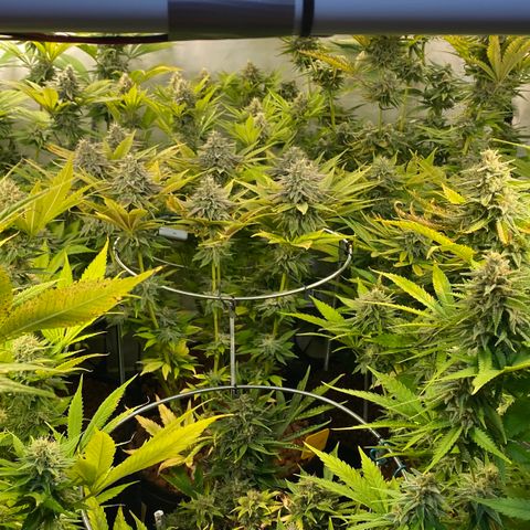 White Gorilla growlog timeline photo