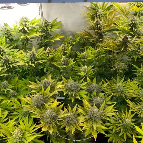 White Gorilla growlog timeline photo