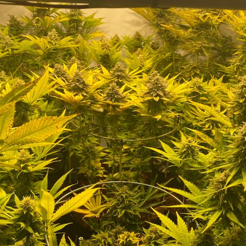 White Gorilla growlog timeline photo