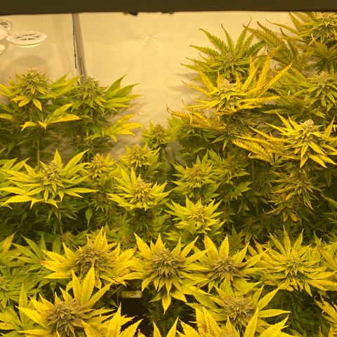 White Gorilla growlog timeline photo