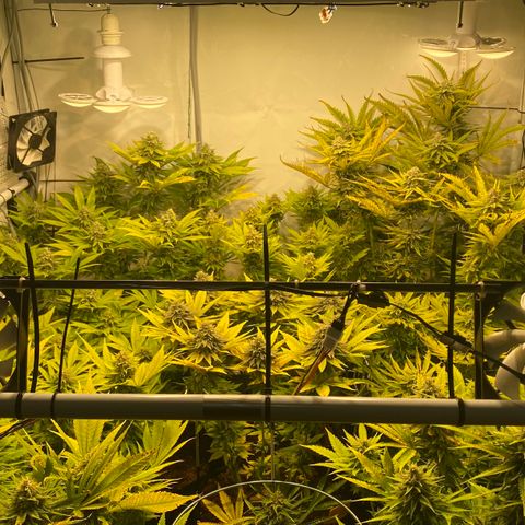 White Gorilla growlog timeline photo