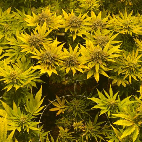 White Gorilla growlog timeline photo