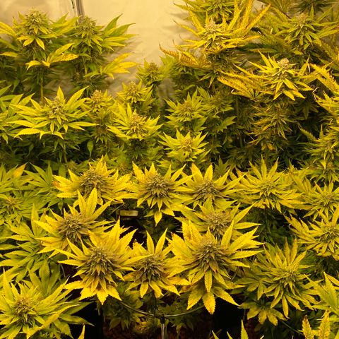 White Gorilla growlog timeline photo