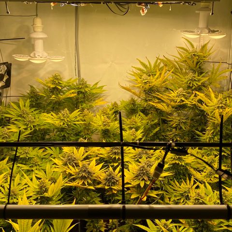 White Gorilla growlog timeline photo