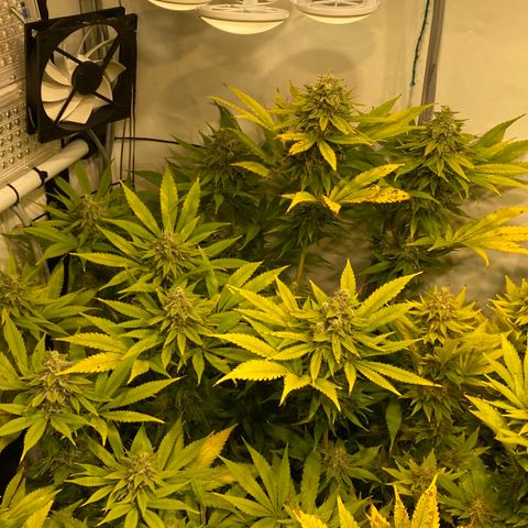White Gorilla growlog timeline photo