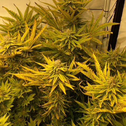 White Gorilla growlog timeline photo