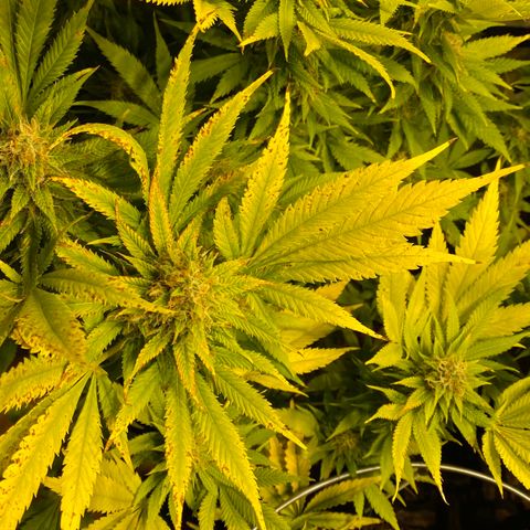White Gorilla growlog timeline photo