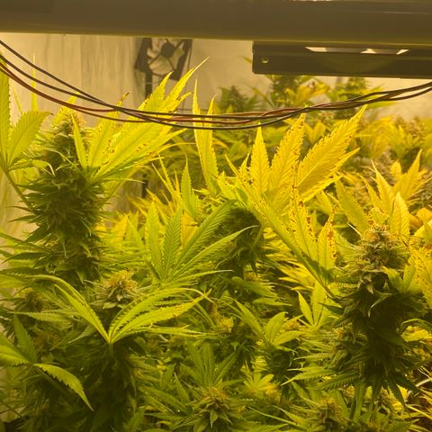 White Gorilla growlog timeline photo