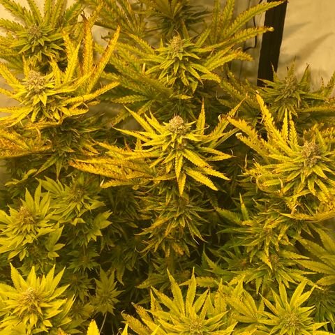 White Gorilla growlog timeline photo