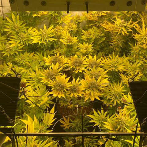 White Gorilla growlog timeline photo