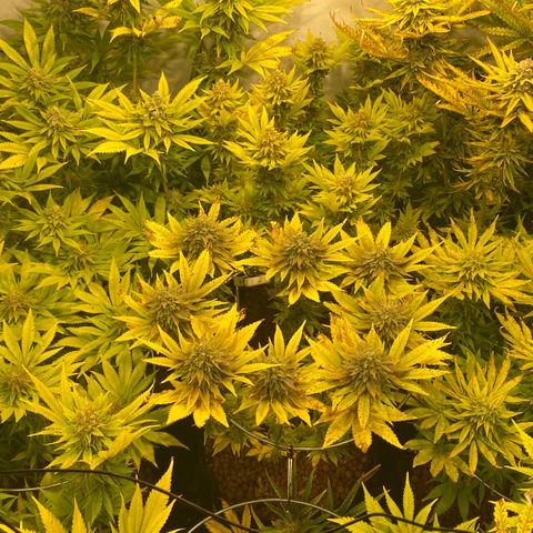 White Gorilla growlog timeline photo