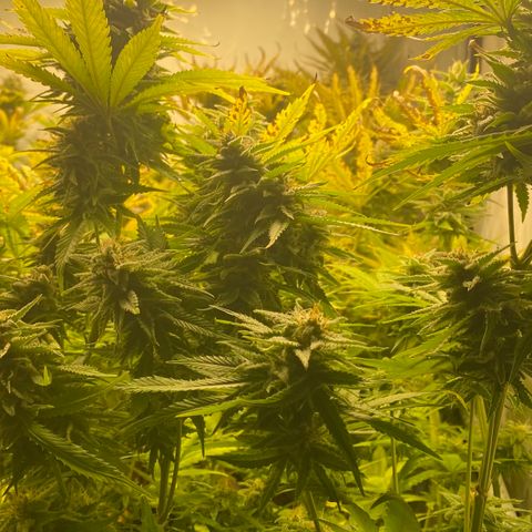 White Gorilla growlog timeline photo