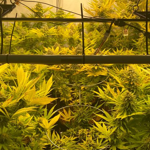 White Gorilla growlog timeline photo
