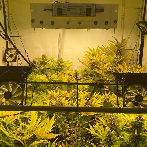 White Gorilla growlog timeline photo