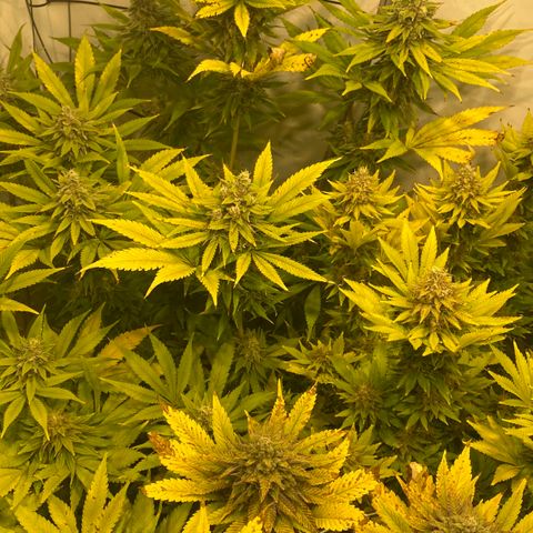 White Gorilla growlog timeline photo